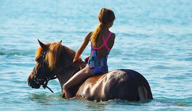 palombaggia holiday horse